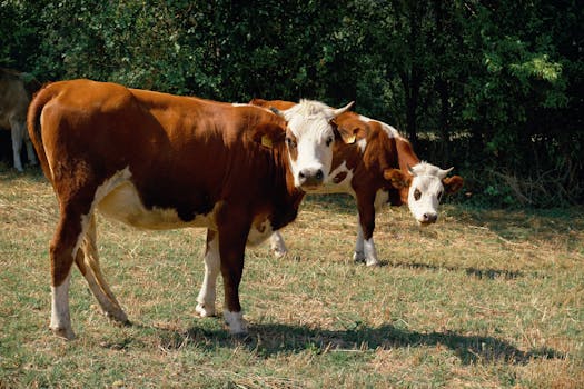 A pair of brown and white cows grazing in a sunny rural pasture surrounded by trees.