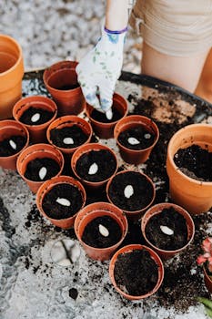 Individual planting seeds in terracotta pots outdoors, showcasing gardening tools and techniques.