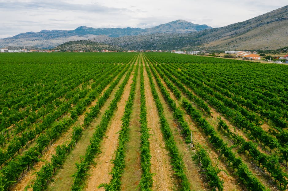 A sprawling vineyard with lush green grapevines and a scenic mountain view.